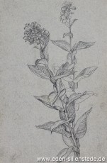 Stillleben, Blumenstudie, 1945, 15x22,5 cm, Bleistift auf Papier, Nachlass Arthur Eden (WV-Nr. 462)