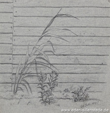 Lager, Blumen an der Baracke, 1945, 15x15,5 cm, Bleistift auf Papier, Nachlass Arthur Eden (WV-Nr. 460)