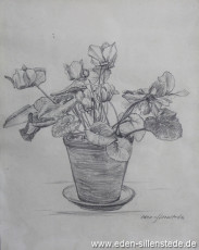 Stilleben, Topfpflanze, 1920-30er, 20,5x 26 cm, Bleistiftzeichnung, Nachlass Arthur Eden (WV-Nr. 79)