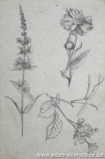 Stillleben, Blumenstudie, 15x23 cm, 1945, Bleistift auf Papier, Nachlass Arthur Eden (WV-Nr. 98)