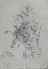 Stillleben, Blumenstudie, 1945, 14,5x21 cm, Bleistift auf Papier, Nachlass Arthur Eden (WV-Nr. 464)