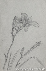 Stillleben, Blumenstudie, 1945, 15x22,5 cm, Bleistift auf Papier, Nachlass Arthur Eden (WV-Nr. 458)
