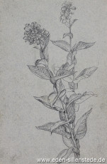 Stillleben, Blumenstudie, 1945, 15x22,5 cm, Bleistift auf Papier, Nachlass Arthur Eden (WV-Nr. 462)