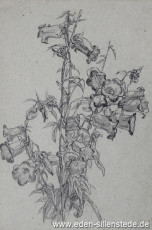 Stillleben, Blumenstudie, 1945, 15x22,5 cm, Bleistift auf Papier, Nachlass Arthur Eden (WV-Nr. 463)