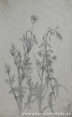 Stillleben, Blumenstudie, 1945, 20,5x32,3 cm, Bleistift auf Papier, Nachlass Arthur Eden (WV-Nr. 466)