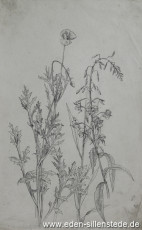 Stillleben, Blumenstudie, 1945, 20,5x32,3 cm, Bleistift auf Papier, Nachlass Arthur Eden (WV-Nr. 466)