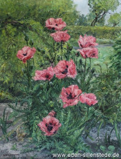 Stillleben, Klatschmohn, um 1966, 62,3x80 cm, Öl auf Leinwand, Privatbesitz (WV-Nr. 1085)