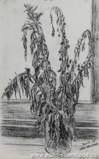 Stillleben, Verwelkte Blumen in einem Glas, 1945, 20,3x33 cm, Kohle auf Papier, Nachlass Arthur Eden (WV-Nr. 461)