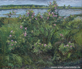 Sillenstede, Sillensteder See mit wilden Rosen, um 1970, 60,4x50,3 cm, Öl auf Leinwand, Privatbesitz (WV-Nr. 1679)