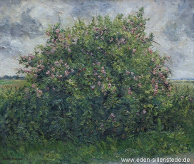 Jever, Umland, Rosenbusch an der Sillensteder Straße, 1960er, 80,5x60,5 cm, Öl auf Leinwand, Privatbesitz (WV-Nr. 1724)